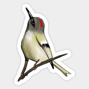 Ruby-Crowned Kinglet Sticker